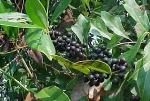 Smilax Berries.JPG
